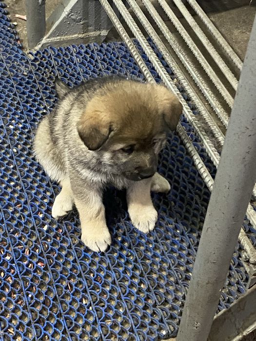 Щенки, больше месяца. Находятся в Астане, р-н Лесозавода