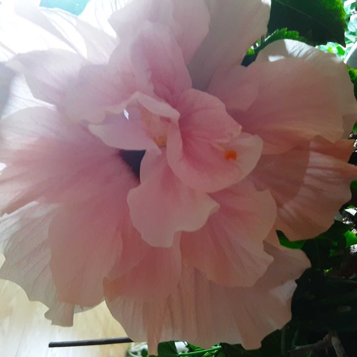 Цветы комнатные. Сортовые гибискусы !