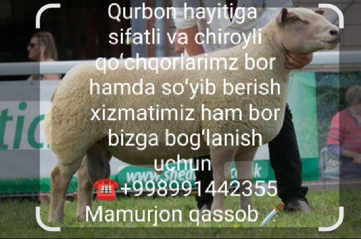 Qassob servis, so'yish, go'shtini maydalab berish ichida