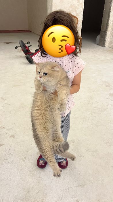 British shorthair