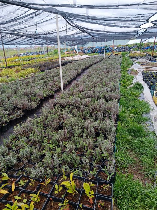 Лавандула пикирана, лавандин