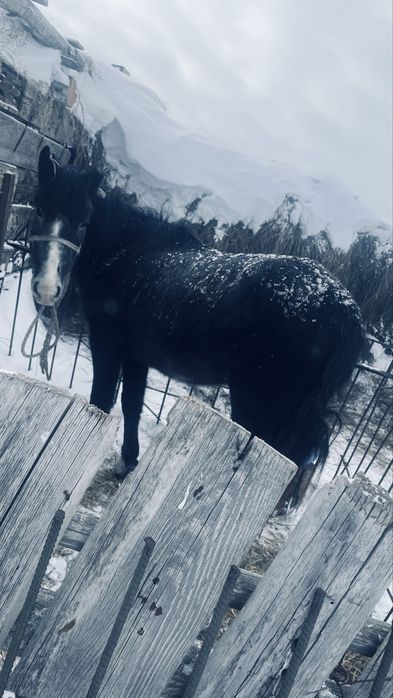 Байтал сатылады