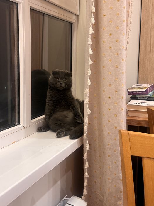 Кот бесплатно заб