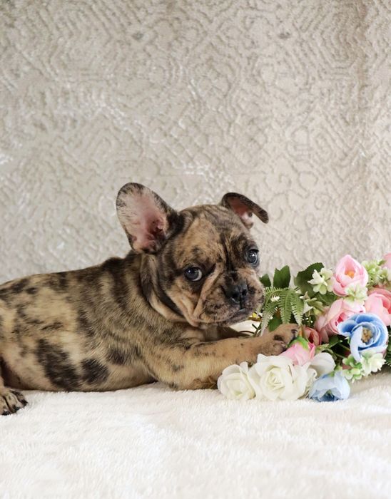 Крошки бульдожки