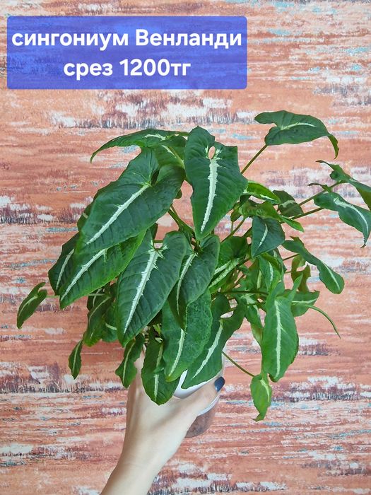 Комнатные цветы (адаптированные)