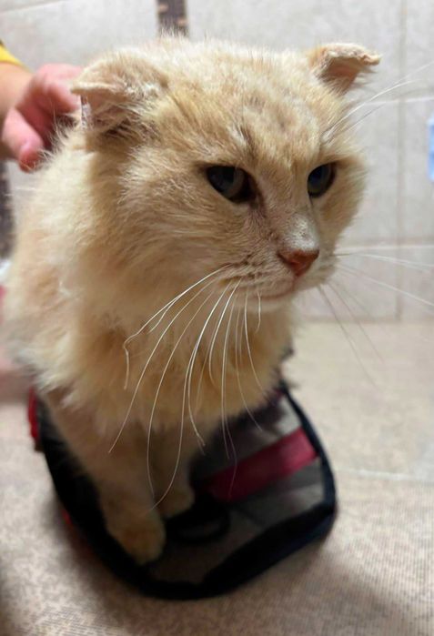 Adoptie pisica roscata Pufarina