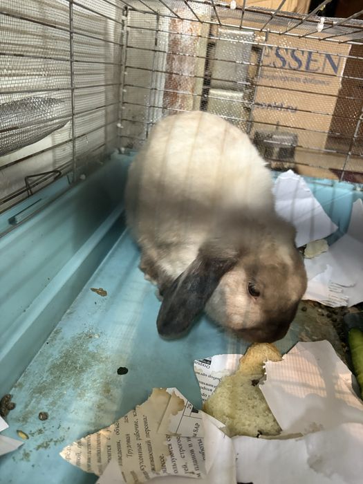 Декоративный кролик