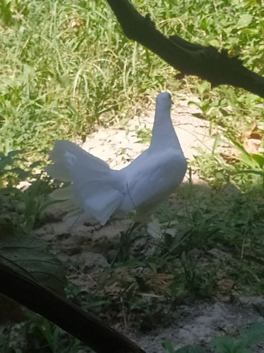 Голуби- павлины чистой породы