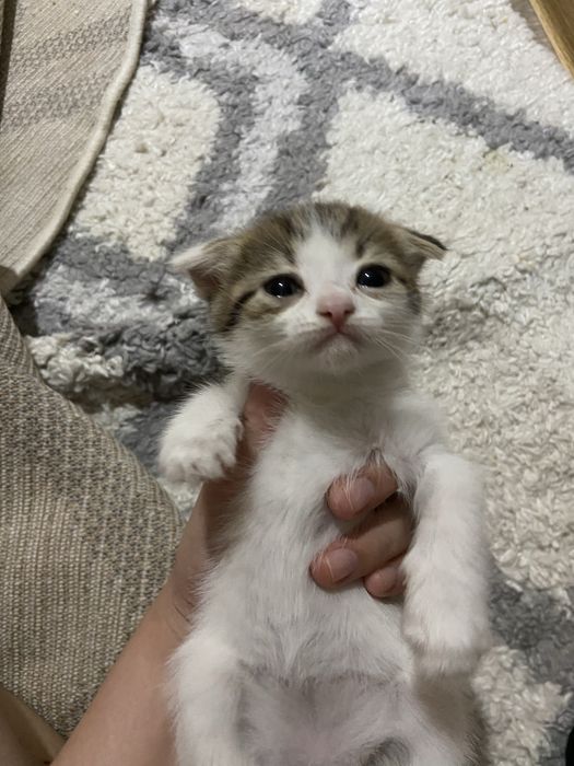 Отдам котят в добрые руки
