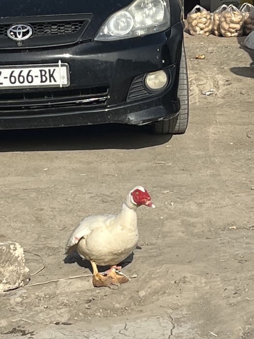 Индаутка қоразы сегіз айлық