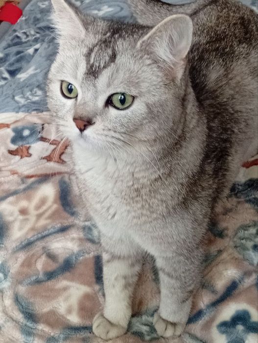 Британская серая шиншилла