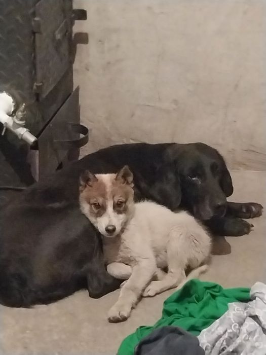 Лайка продаётся 3.5 месяца