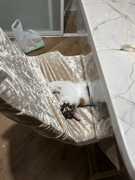 Отдам даром маленького котенка