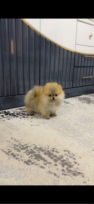 Померанский шпиц (гарантированно миник)