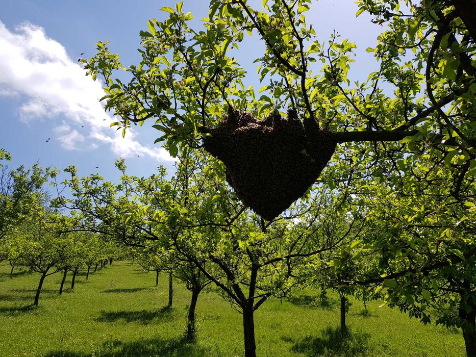 Vând familii albine
