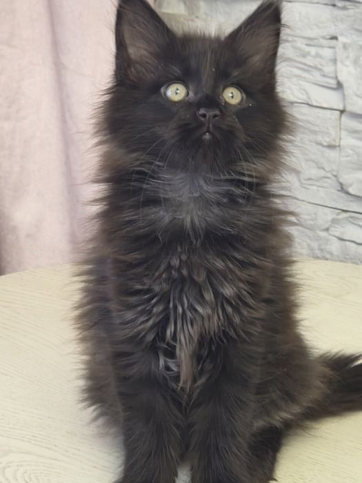 Мейн-  кун котенок
