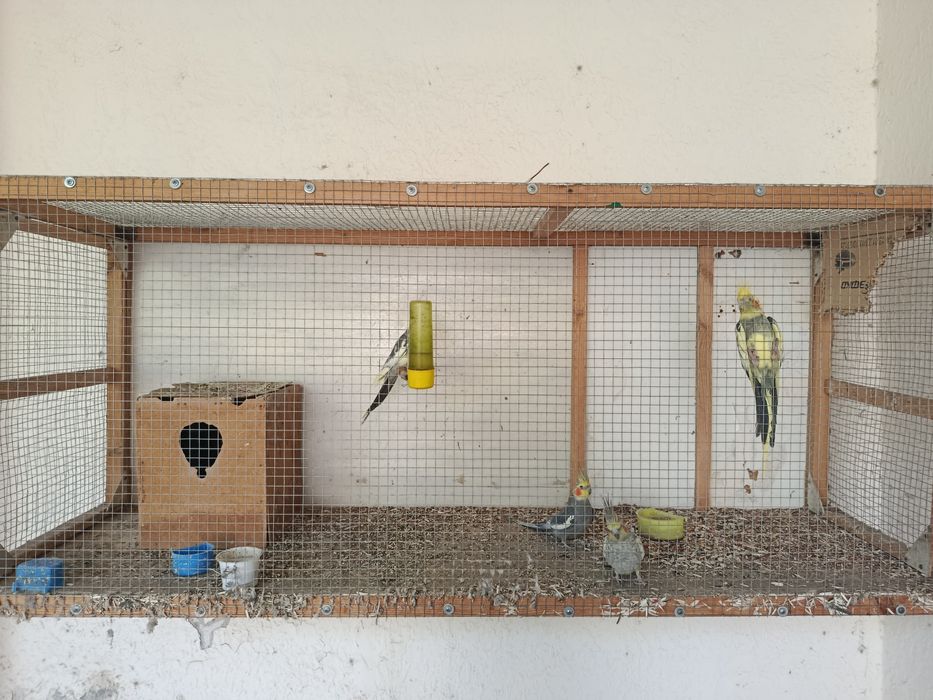 4 та Карелла попугай кафаси Билан