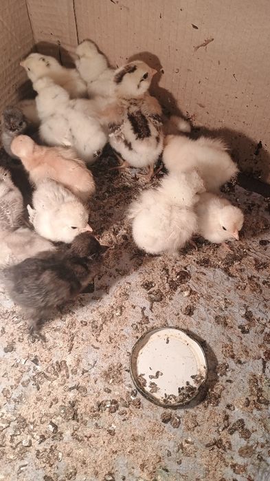 Пилета на различна възраст