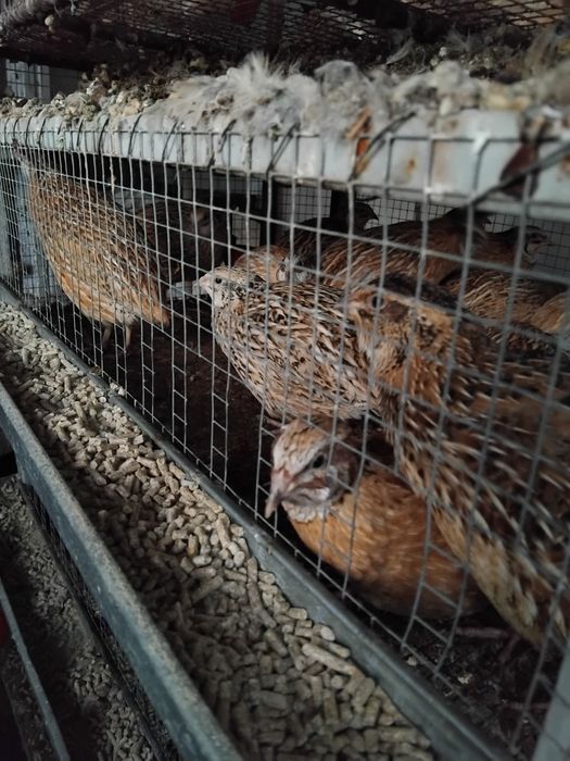 Prepelițe ouătoare