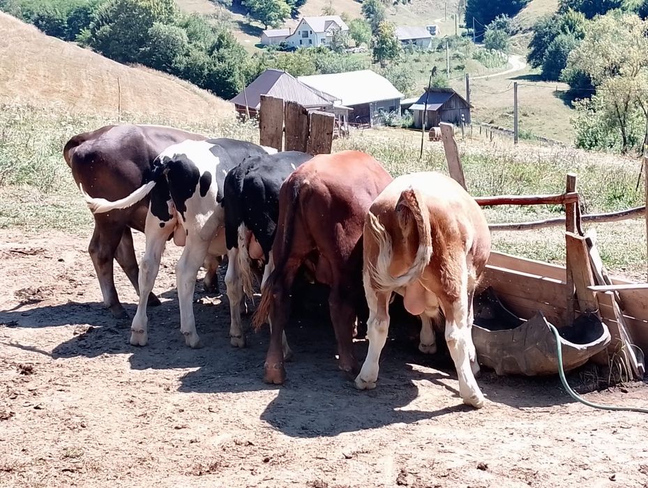 Tauras de vanzare