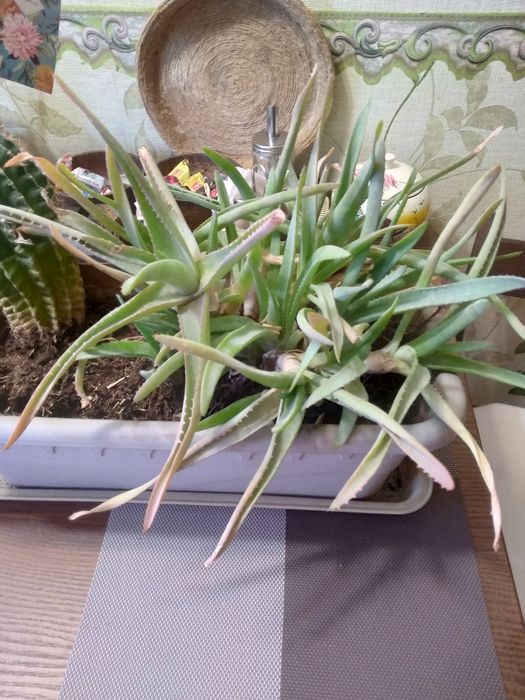 Продам комнатные цветы.