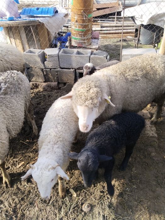 Продам трёх маток с ягнатами домашних.