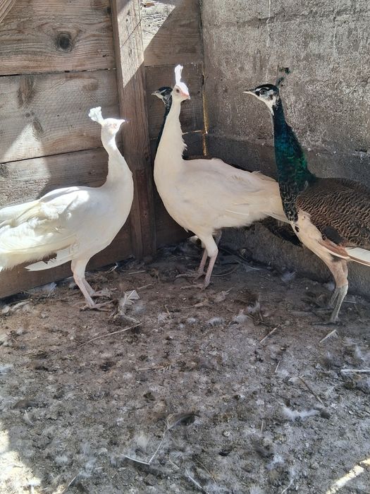 Cocosi de paun standar si alb de anu trecut