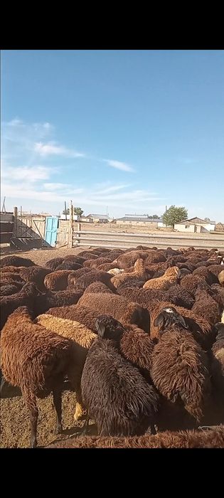 Токты сатам 380 бас еркек ургашы аралас