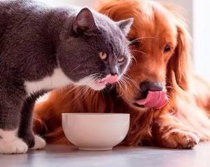 Натуральная еда для ваших питомцев!