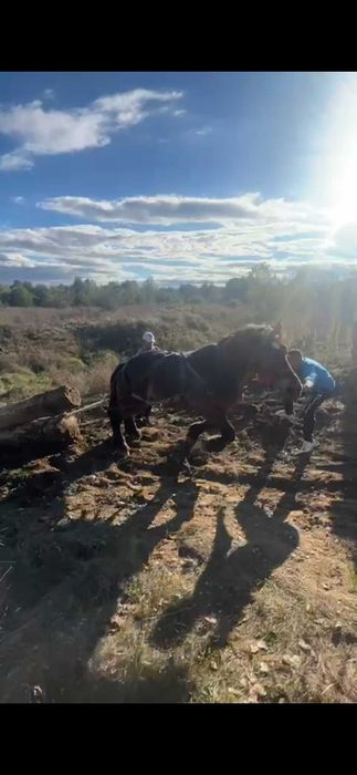 Vand armasar de 4 ani