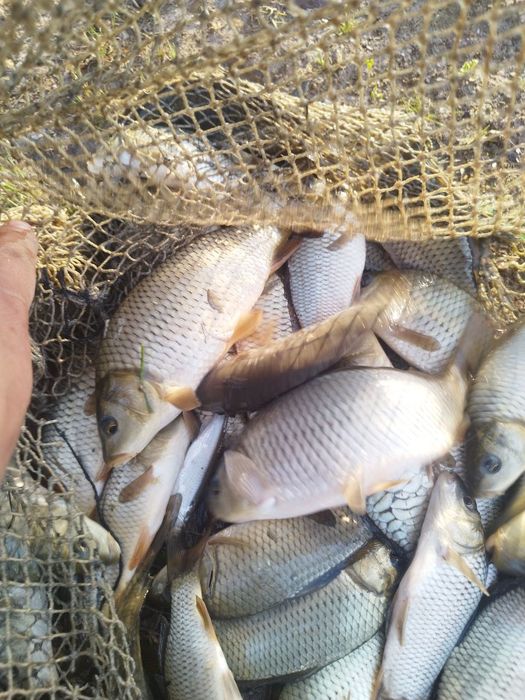 Балик сотилади  сазан Талсталоб амур