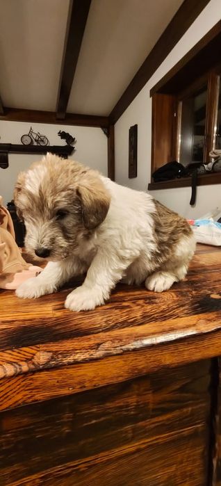 DONEZ Pui catel | Mama - fox terrier