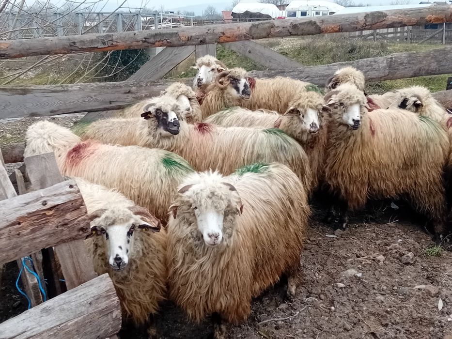 Vând 12 mioare la prima fătare