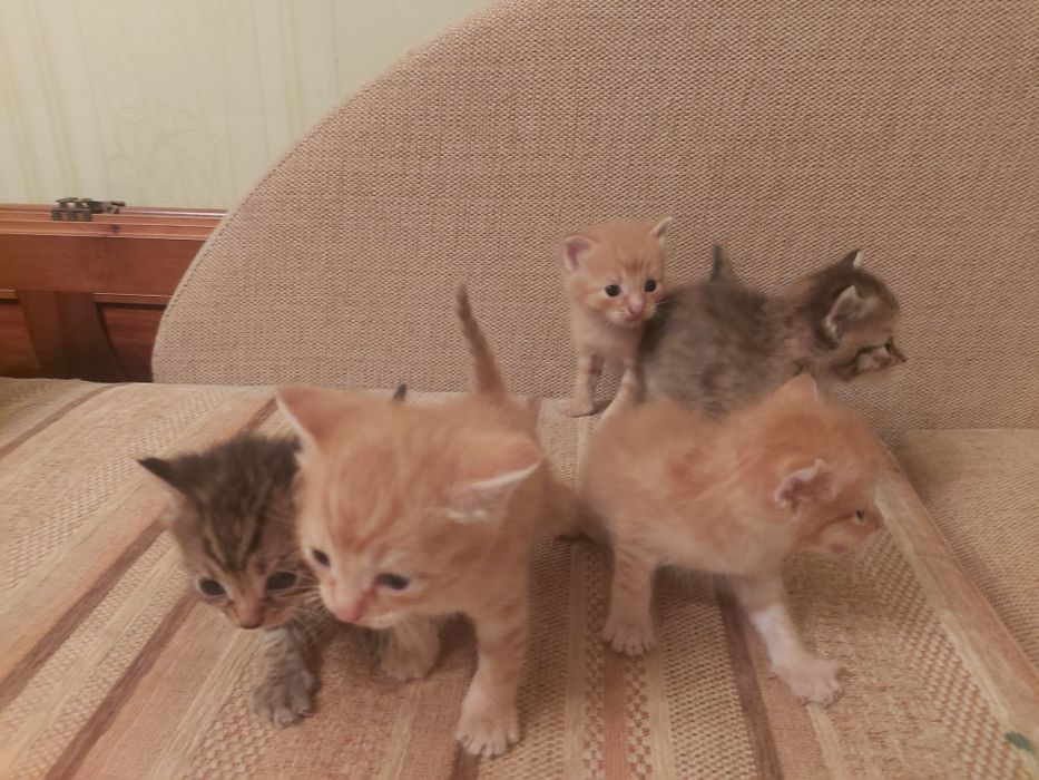 Отдам кошку с котятами