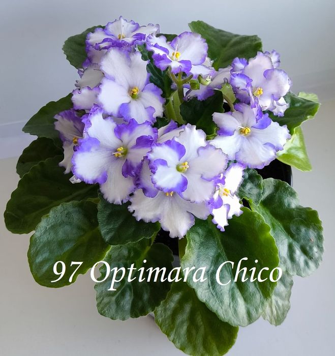 Фиалки   сортовые