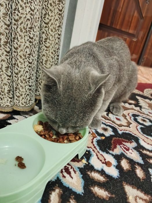 Tecno Canom 20PowerShot