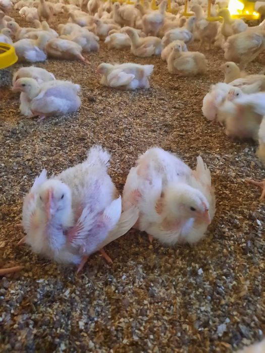 Бройлеры Росс 308