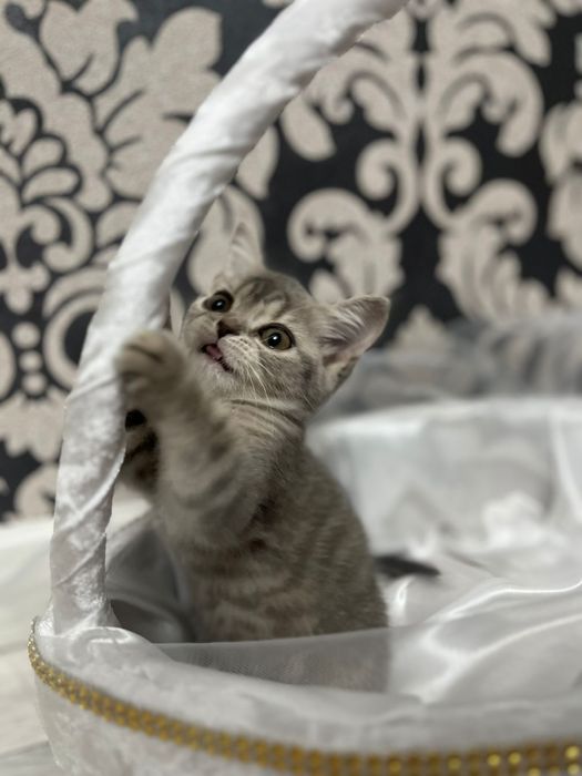 Котенок чистокровный