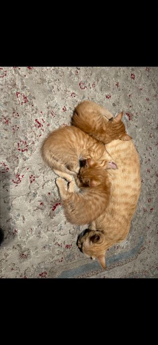 Отдаем котят в добрые руки