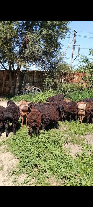 Бізде сатылымда семіз ірі марқалар бар.
