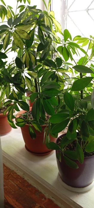 Комнатные растения