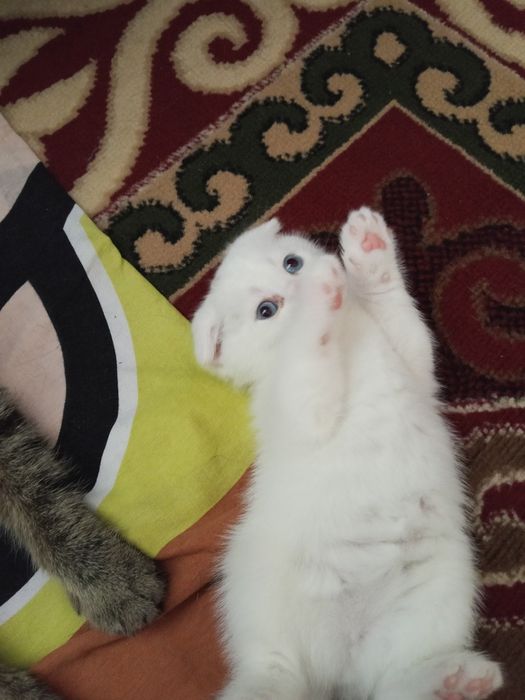 Котята шотландский вислоухие