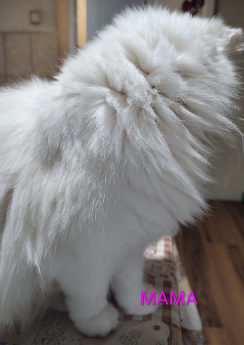 Персийска чинчила, снежно бяла, 6мес.