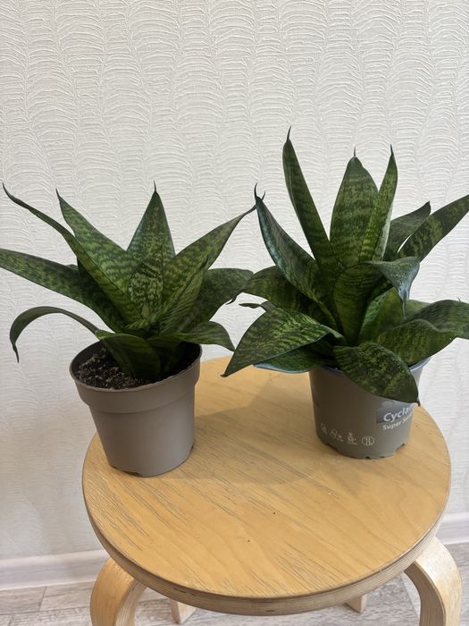 Продам комнатные цветы