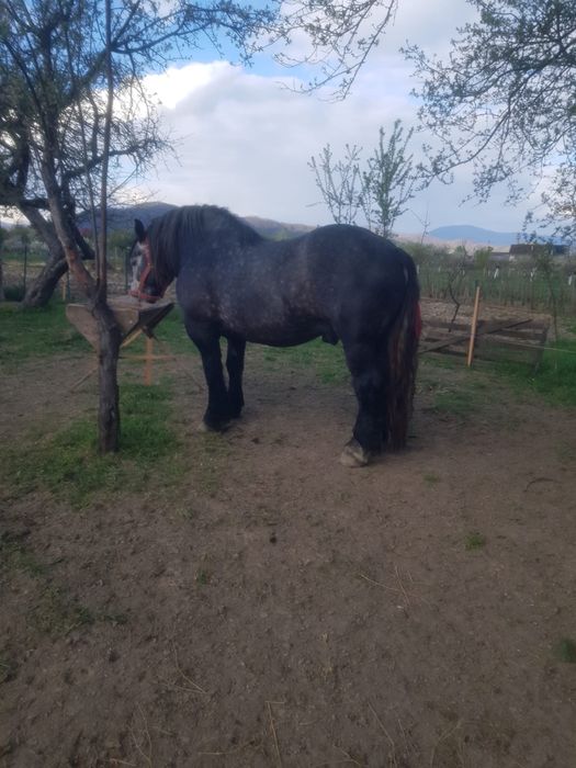 Ofer pentru monta un armasar