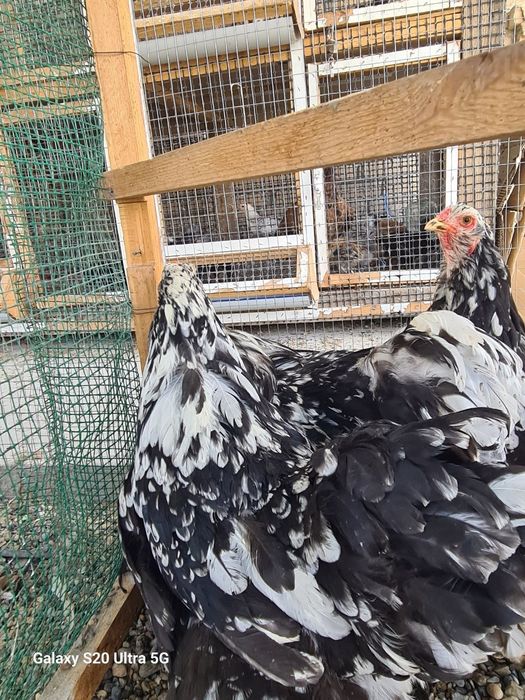 Brama tovuqlari sotiladi