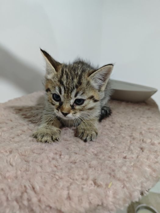 Отдаю домашнего котенка в добрые руки