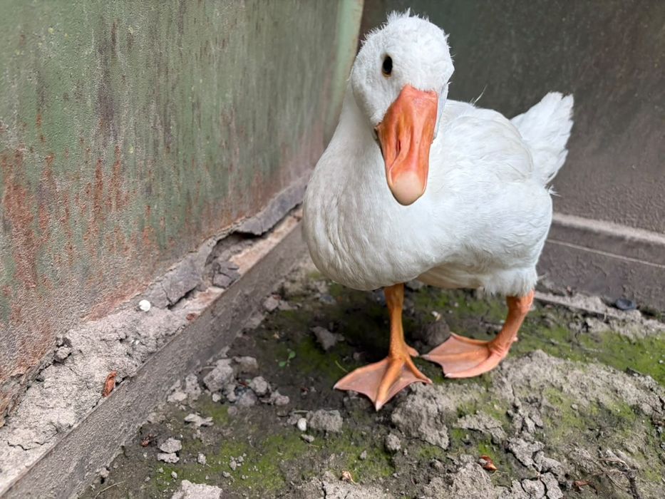Продам Гусей 2 шт