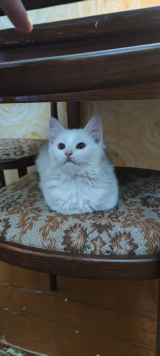 Отдам в хорошие руки котенка, кошечку