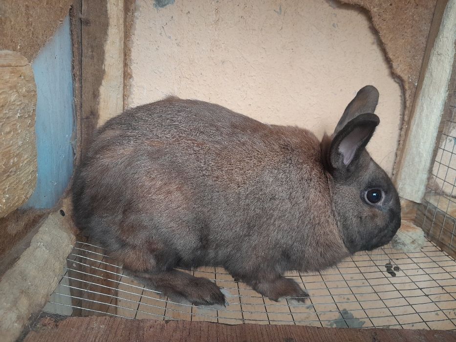 Quyon 1 juft samest samka karlik